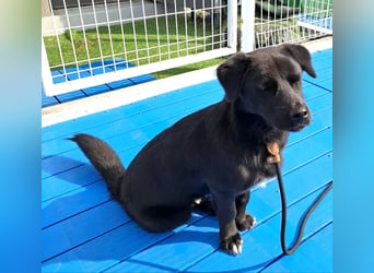 Kleiner Herzensbrecher sucht Dich für ein Leben in Sicherheit und mit Freude