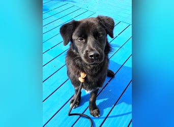 Kleiner Herzensbrecher sucht Dich für ein Leben in Sicherheit und mit Freude