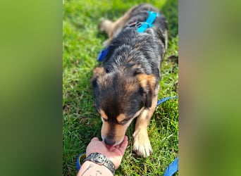 Torgal - zeigt schnell sein großes Herz