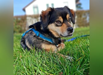 Torgal - zeigt schnell sein großes Herz