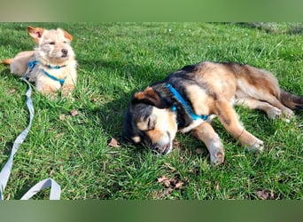 Torgal - zeigt schnell sein großes Herz