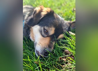 Torgal - zeigt schnell sein großes Herz