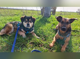 Torgal - zeigt schnell sein großes Herz