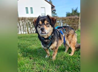 Torgal - zeigt schnell sein großes Herz