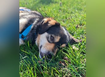 Torgal - zeigt schnell sein großes Herz