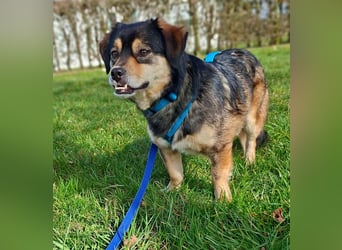 Torgal - zeigt schnell sein großes Herz