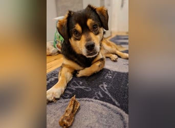 Torgal - zeigt schnell sein großes Herz