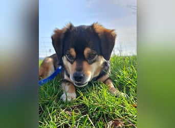 Torgal - zeigt schnell sein großes Herz