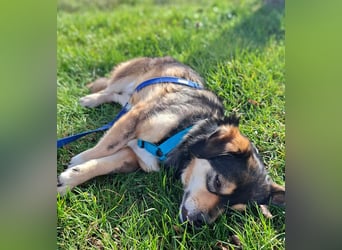 Torgal - zeigt schnell sein großes Herz