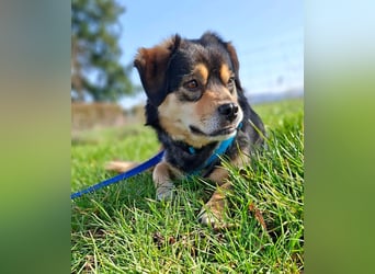 Torgal - zeigt schnell sein großes Herz