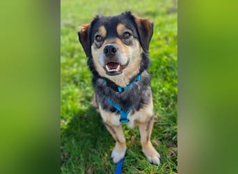 Torgal - zeigt schnell sein großes Herz