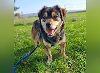 Torgal - zeigt schnell sein großes Herz