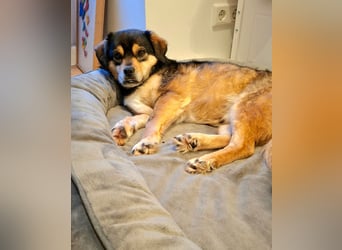 Torgal - zeigt schnell sein großes Herz