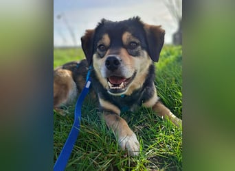 Torgal - zeigt schnell sein großes Herz