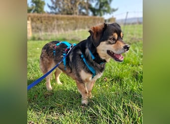 Torgal - zeigt schnell sein großes Herz