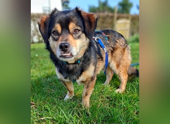 Torgal - zeigt schnell sein großes Herz