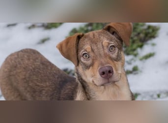 MERLE – Fröhliche Junghündin sucht ihre Menschen