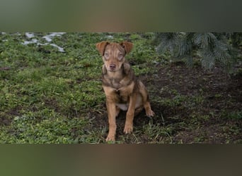 MERLE – Fröhliche Junghündin sucht ihre Menschen