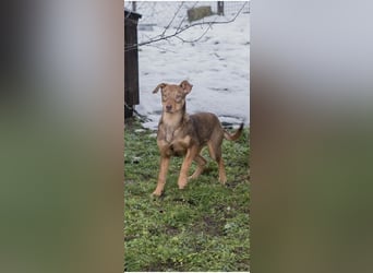 MERLE – Fröhliche Junghündin sucht ihre Menschen