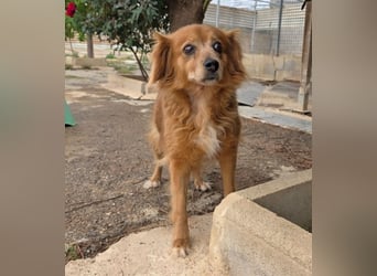 ❤️ CANELA❤️   ❗ NOTFALL❗