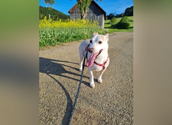 ❤️GOYO❤️       ❗In Deutschland auf einer Pflegestelle ❗