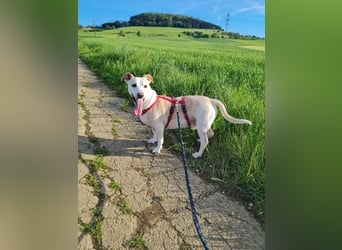 ❤️GOYO❤️       ❗In Deutschland auf einer Pflegestelle ❗