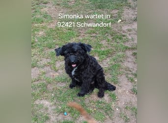 Simonka wartet in 92421 Schwandorf