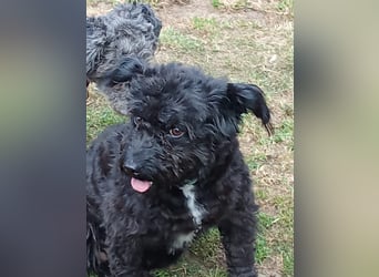 Simonka wartet in 92421 Schwandorf