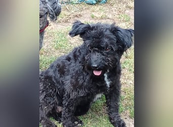 Simonka wartet in 92421 Schwandorf