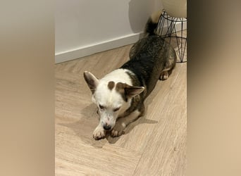 Felix - ein sensibler Begleiter