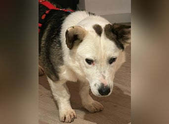 Felix - ein sensibler Begleiter