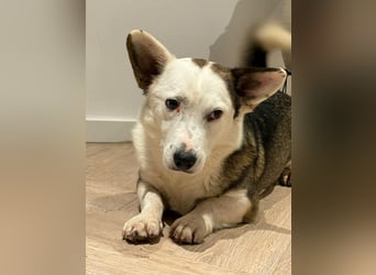 Felix - ein sensibler Begleiter