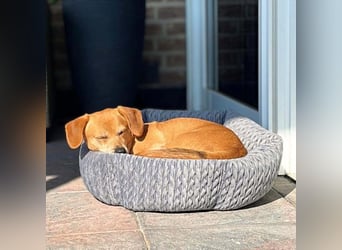 Luna - ist ein kluger Sturkopf