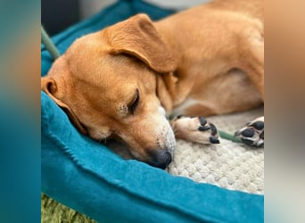 Luna - ist ein kluger Sturkopf