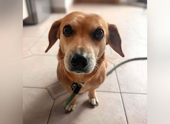 Luna - ist ein kluger Sturkopf