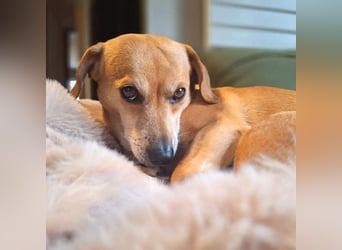 Luna - ist ein kluger Sturkopf