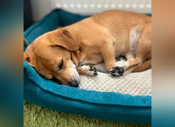 Luna - ist ein kluger Sturkopf