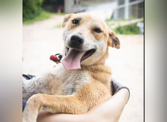 Donna - der glückliche Sonnenschein / Jindo-Greyhoundmix