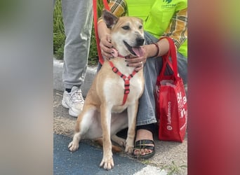 Donna - der glückliche Sonnenschein / Jindo-Greyhoundmix