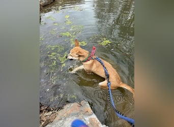 Donna - der glückliche Sonnenschein / Jindo-Greyhoundmix