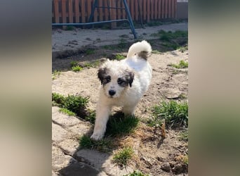 Welpe BALU sucht sein Körbchen!