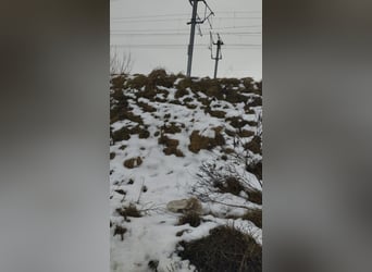 Welpe BALU sucht sein Körbchen!