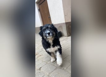 Welpendame LOLLY sucht ihr Körbchen