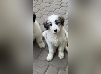 Welpendame SUNNY sucht ihr Körbchen!