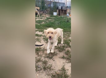 Zuckersüße HONEY sucht ihr Zuhause!