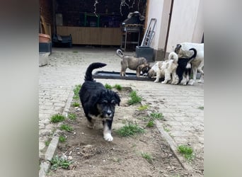 Welpe LINO sucht sein Körbchen!