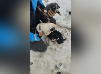 Welpe BENJI sucht sein Körbchen