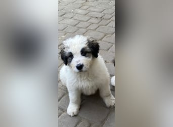 Welpe BALU sucht sein Körbchen!