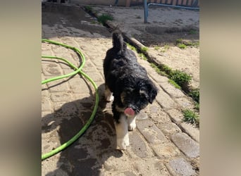 Welpe LINO sucht sein Körbchen!