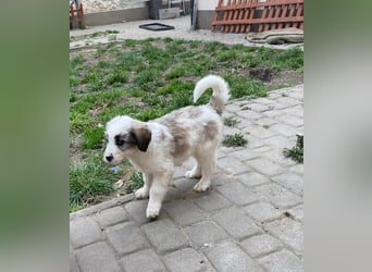 Welpendame SUNNY sucht ihr Körbchen!